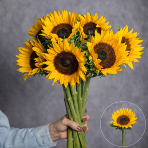 Sunflower Yellow 5 stems per bunch