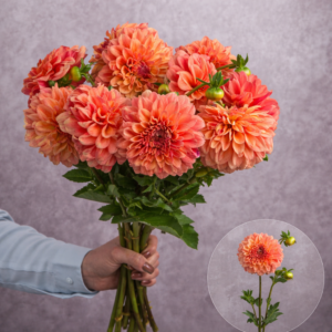 Dahlias Coral 5 stems per bunch