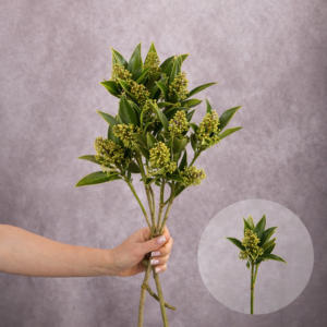 Skimmia Green by the bunch