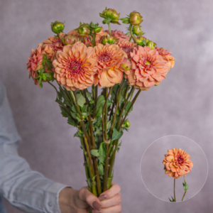 Dahlias Copper Flat 5 stems per bunch