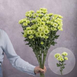 Chrysanthemums Green Daisies Mini (Green Center) 5 stems per bunch