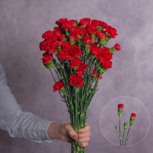 Carnations Red Mini 10 stems per bunch