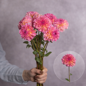 Dahlias Neon Pink 5 stems per bunch