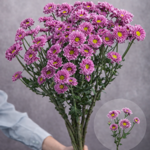 Chrysanthemums Purple Daisies Mini (Yellow Center) 5 stems per bunch