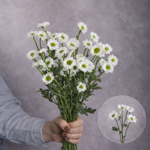 Chrysanthemums White Daisies Mini (Green Center) 5 stems per bunch