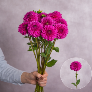 Dahlias Hot Pink 5 stems per bunch