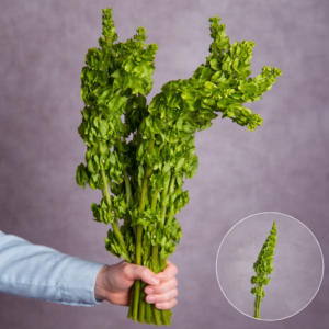 Bells of Ireland 5 stems per bunch