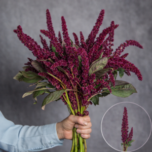 Amaranthus Red Upright 5 stems per bunch