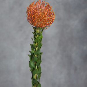 Pincushion Orange