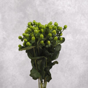 Hypericum Berries Green 10 stems per bunch