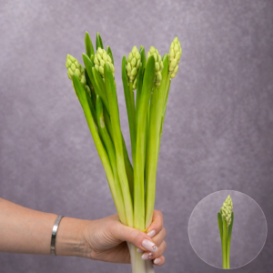 Hyacinth White 5 stems per bunch