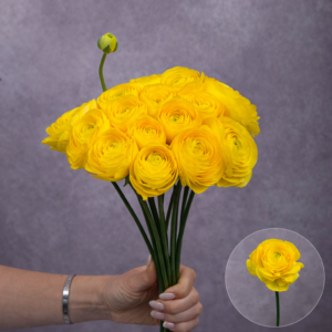 Rannunculas Yellow 5 stems per bunch