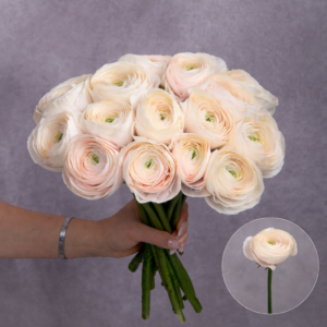 Rannunculas Blush 5 stems per bunch