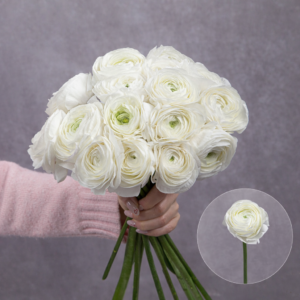 Rannunculas White 5 stems per bunch