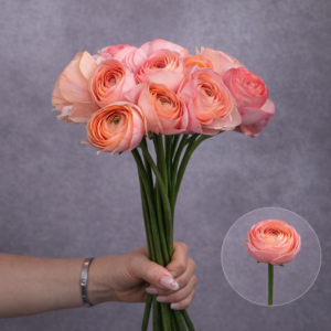Rannunculas Peach 5 stems per bunch