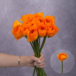 Rannunculas Orange 5 stems per bunch