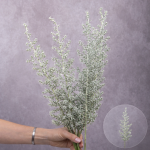Kochia Silver 5 stems per bunch