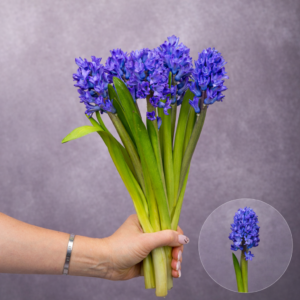Hyacinth Blue 5 stems per bunch
