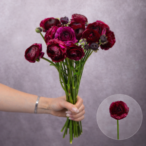 Rannunculas Plum 5 stems per bunch