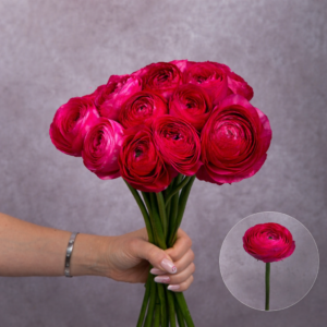 Rannunculas Hot Pink 5 stems per bunch