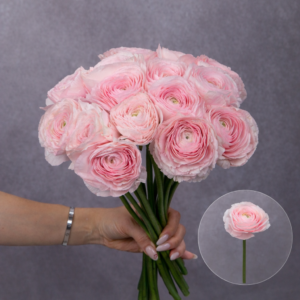 Rannunculas Light Pink 5 stems per bunch