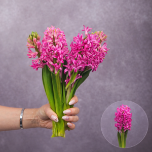 Hyacinth Hot Pink 5 stems per bunch