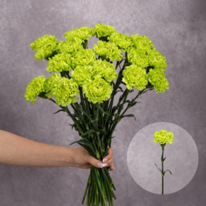 Carnations Green 10 stems per bunch