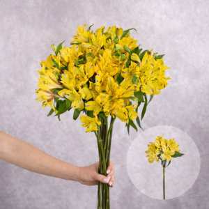 Alstroemeria Yellow 10 stems per bunch