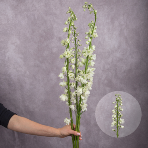 Delphinium White 3 stems per bunch