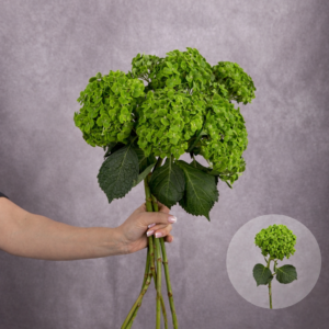 Hydrangea Green per stem