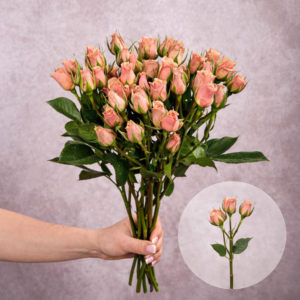 Spray Roses Peach Ilse 10 stems per bunch