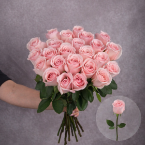 Roses Light Pink Novia 6 stems per bunch