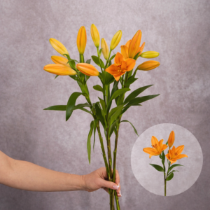 Lilies Orange Asiatic 3 stems per bunch