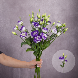 Lisianthus Purple Bicolour 5 stems per bunch