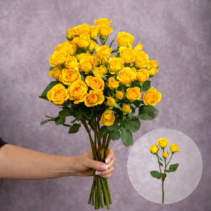 Spray Roses Yellow Babe10 stems per bunch