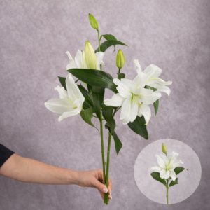 Lilies White Oriental 2 stems per bunch