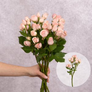 Spray Roses Light Pink Irishka 10 stems per bunch