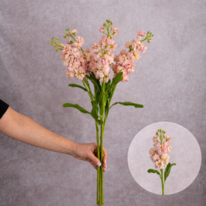 Stocks Pink/Peach 5 stems per bunch