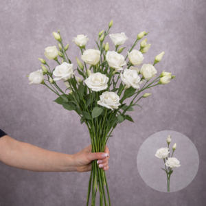 Lisianthus White 5 stems per bunch