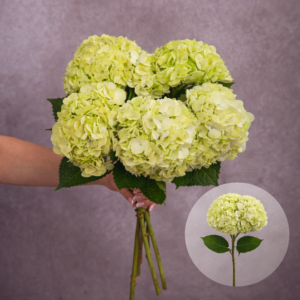 Hydrangeas Lime Green per stem