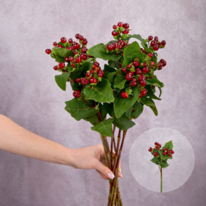 Hypericum Burgundy 5 stems per bunch