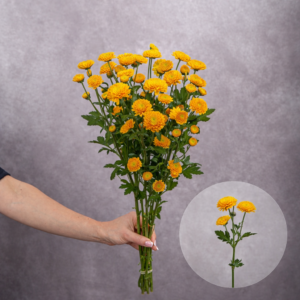 Chrysanthemums Yellow Flat 5 stems per bunch