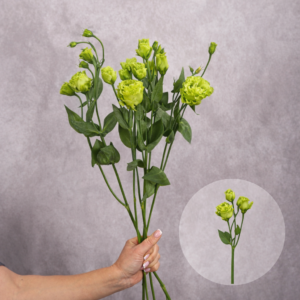 Lisianthus Green 5 stems per bunch