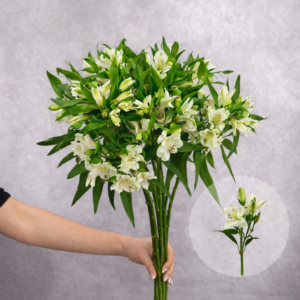 Alstroemeria White 10 stems per bunch