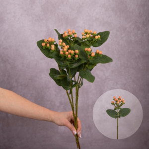 Hypericum Peach 5 stems per bunch