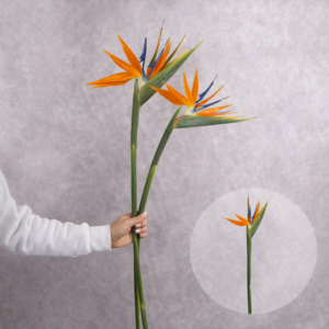 Birds of Paradise 2 stems per bunch