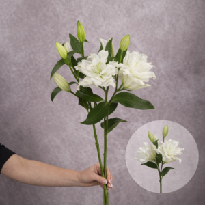 Lilies White Oriental Double Petal 2 stems per bunch
