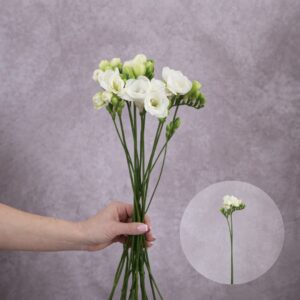 Freesia White 10 stems per bunch