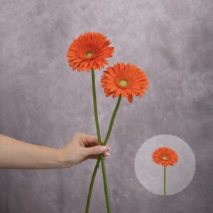 Gerbera Orange 2 stems per bunch