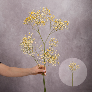 Baby's Breath Yellow 2 stems per bunch